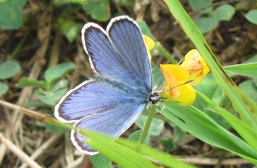 Plebejus argus?